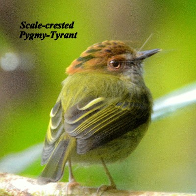 Scale-crested Pygmy-Tyrant